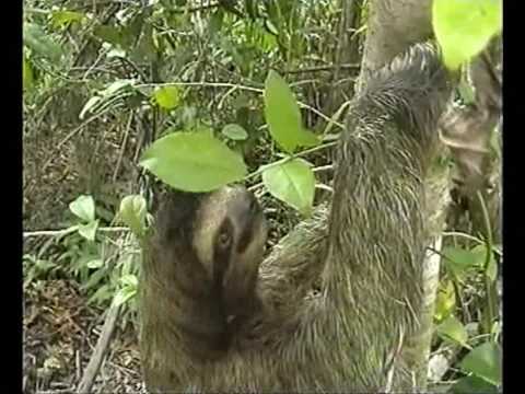 Youtube: Faultier im Regenwald von Costa Rica