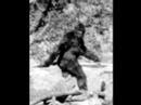 Youtube: Bigfoot Sightings --- (Must Set Resolution to 240 p To View)