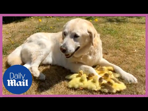 Youtube: Adorable: Golden Labrador dog adopts 15 orphaned ducklings