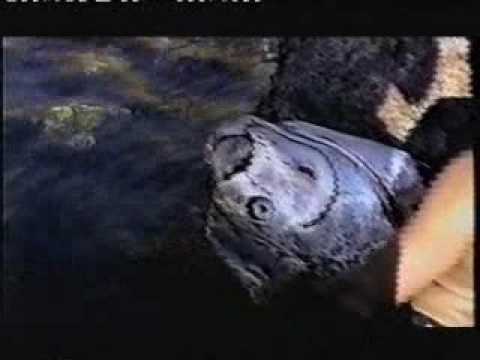 Youtube: Oarfish - Sea Serpent