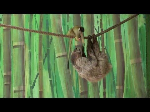 Youtube: Monkey Steals Food from Sloth