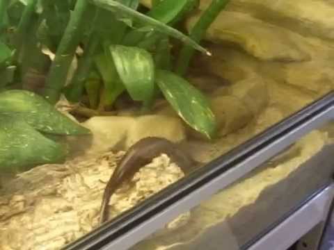 Youtube: Lygosoma corpulentum adult vietnamese Snakeskink