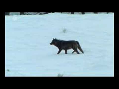 Youtube: Dokumentation über Wölfe vom ZDF Teil 2