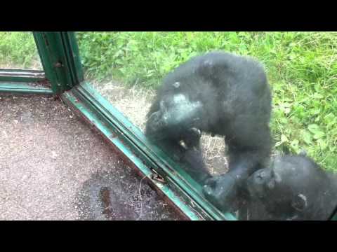 Youtube: Clever Chimp