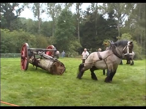 Youtube: THE STRONGEST Draft Horse