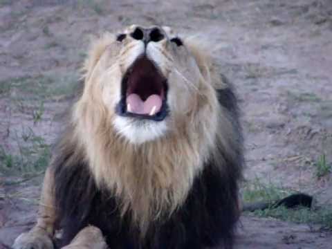 Youtube: Lion Roaring!!