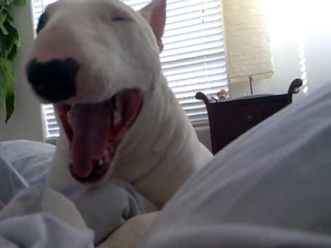 Youtube: Bentley - Funny Bull Terrier Waking Up
