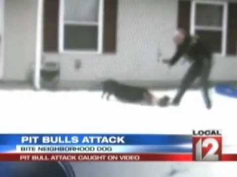 Youtube: Pit Bull attacks Boxer Caught On tape - "The PB were in a frenzy"