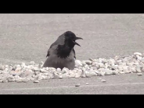 Youtube: Krähe täuscht Verletzung vor