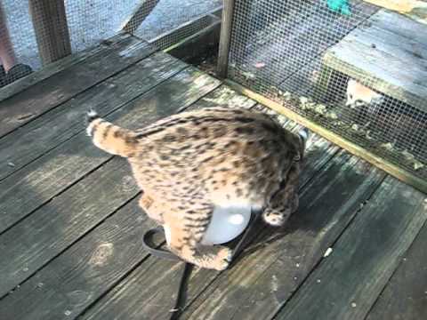 Youtube: Bobcat Cub vs. Inflated Rubber Glove