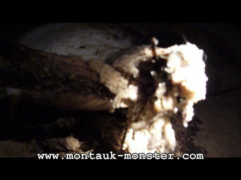 Youtube: Montauk Monster found on Long Island (2009).