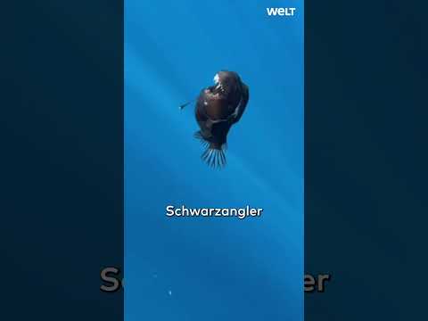 Youtube: TIEFSEE ALBTRAUM: Seltener Anglerfisch vor Teneriffa entdeckt – Erster Fund an der Wasseroberfläche!