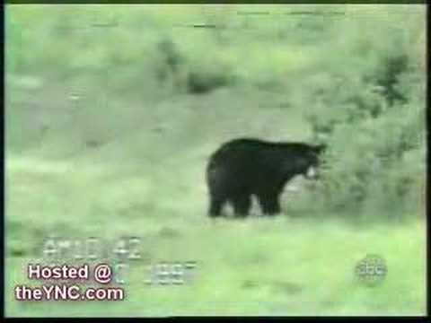 Youtube: Cat vs. Bear