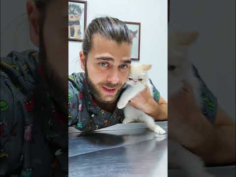 Youtube: Dünyanın En Asabi Yavru Kedisi! 😂