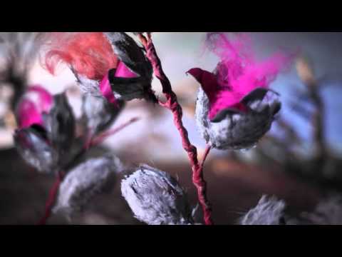 Youtube: Iron and Wine - Joy (Official Video)
