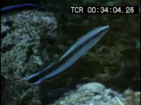 Youtube: Sabre-toothed blenny attacks yellow tang