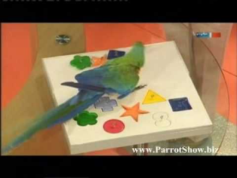 Youtube: Intelligente Tiere (MDR-Umschau mit Mark Steiger und seinen Papageien)