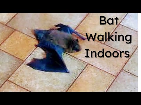 Youtube: Bat Walking Indoors