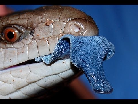 Youtube: WILLIAM COOPER'S SUSPICIOUS REPTILIAN TONGUE ANOMALY - LECTURE @ MICHIGAN 1996 -