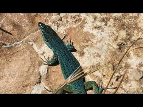 Youtube: Lots of blue lizards | Podarcis pityusensis | Formentera