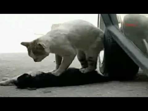 Youtube: Türkei: Kater versucht, andere, angefahrene Katze wiederzubeleben.flv