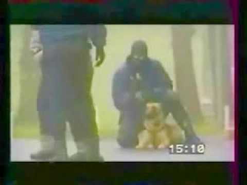 Youtube: polizeihund training