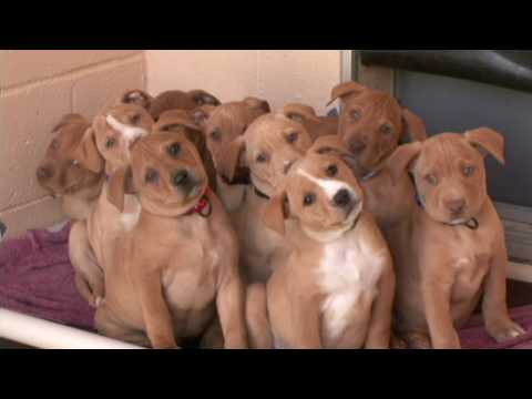 Youtube: Cute Pit Bull Terrier Puppies