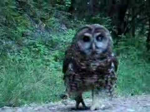 Youtube: Owl Attack