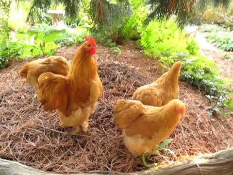 Youtube: Gegacker - Huhn Greta legt ein Ei?