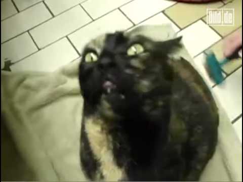 Youtube: Katze ist vom Teufel besessen!