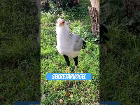 Youtube: Sekretärvogel: Der Killer mit Krawatten-Vibe