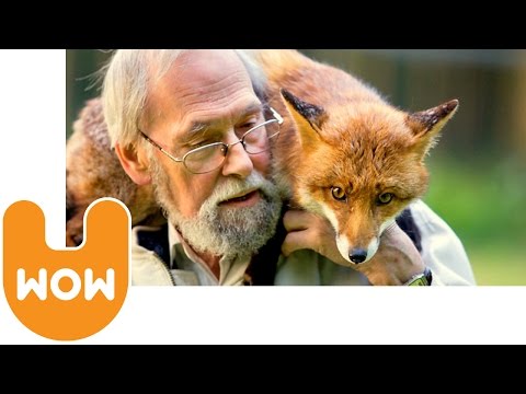 Youtube: Man Lives With a Pet Fox