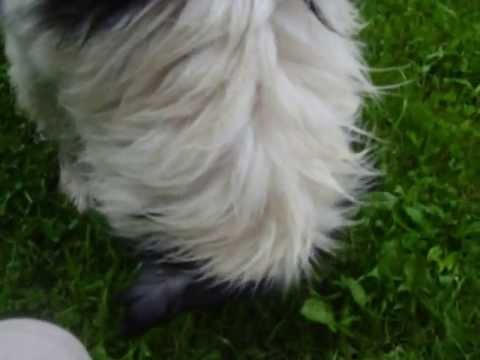 Youtube: nasser Hund stinkt :-D