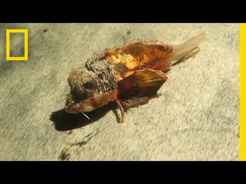 Youtube: This "Walking" Fish Has Scientists Stumped | National Geographic