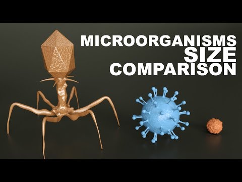 Youtube: MICROORGANISMS Size Comparison - 3D