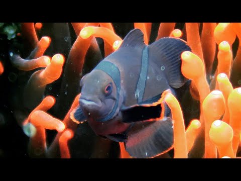 Youtube: Amazing Sea Creatures: Most Beautiful Sea Anemones