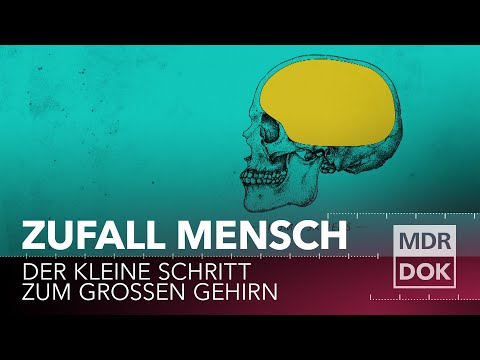 Youtube: Zufall Mensch? Der kleine Schritt zum großen Gehirn | MDR DOK