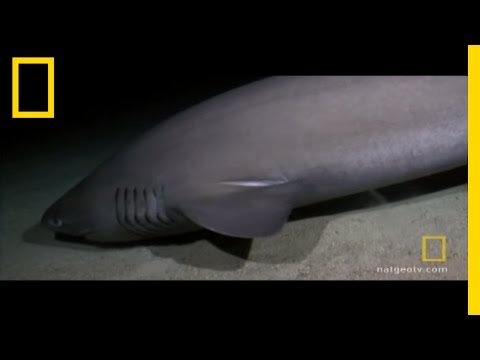 Youtube: Sharks Attack Submarine
