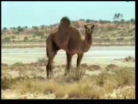 Youtube: Das Kamel - Eindeutige Zeichen Gottes