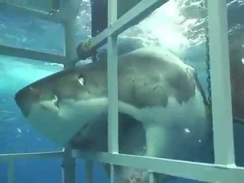 Youtube: Monster Great White Shark Attacks Cage Diver
