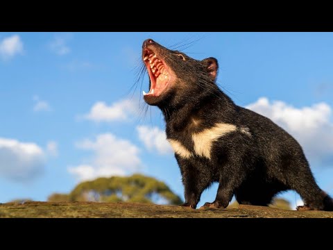 Youtube: Auswilderung in Australien: Freiheit für die Tasmanischen Teufel