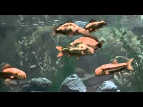 Youtube: Monty Python's Fish Tank.flv