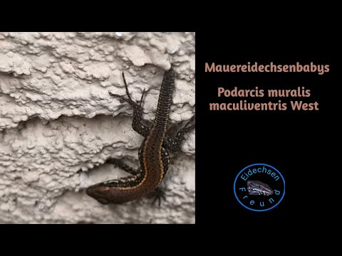 Youtube: Mauereidechsenbabys  (Podarcis muralis maculiventris West)