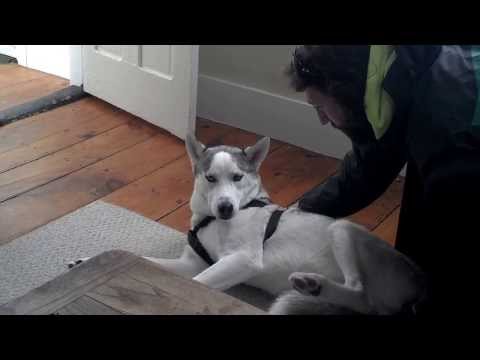 Youtube: Blaze Loves His Kennel (ORIGINAL) Husky Says No to Kennel - Funny