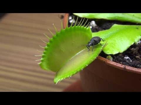 Youtube: Venusfliegenfalle vs Kaefer - Venus fly trap vs bug - fleischfressende Pflanzen