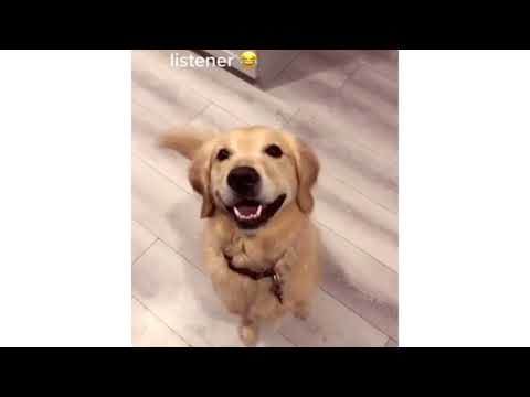 Youtube: Dog listens and dances to "TURN AROUND" in the song | TURN AROUND DOG