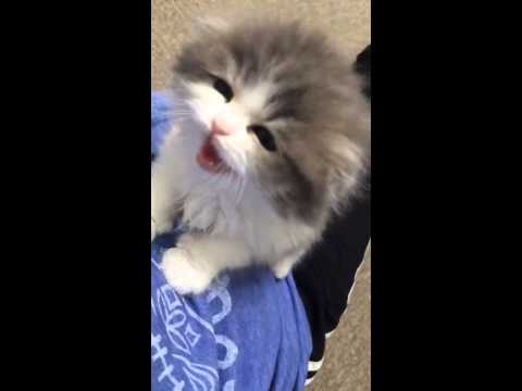 Youtube: sqeaking kitty