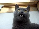 Youtube: Schnatternde Katze Cackling cat