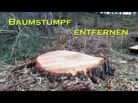 Youtube: Baumstumpf entfernen auf die gemütliche Art