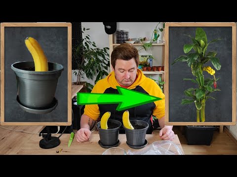 Youtube: Eigene Bananenstaude ziehen? Kann sowas gehen???
